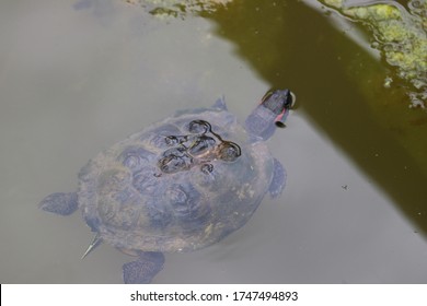 Close Up Of Painted Turtle Swimming And Eating In Pond Water