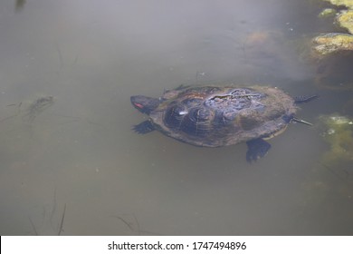 Close Up Of Painted Turtle Swimming And Eating In Pond Water