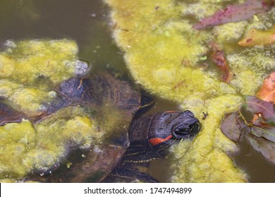 Close Up Of Painted Turtle Swimming And Eating In Pond Water