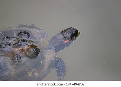 Close Up Of Painted Turtle Swimming And Eating In Pond Water