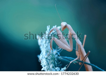 Similar – Foto Bild smilax aspera Blattkletterpflanze in der Natur mit Herzform