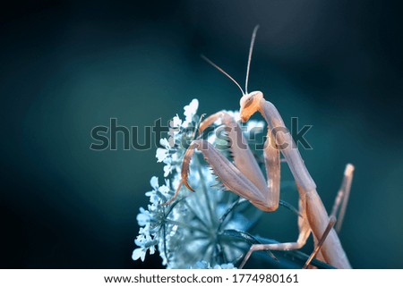 Similar – Foto Bild smilax aspera Blattkletterpflanze in der Natur mit Herzform