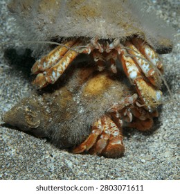 Close up of a pair of common hermit crabs fighting on a sandy sea bed