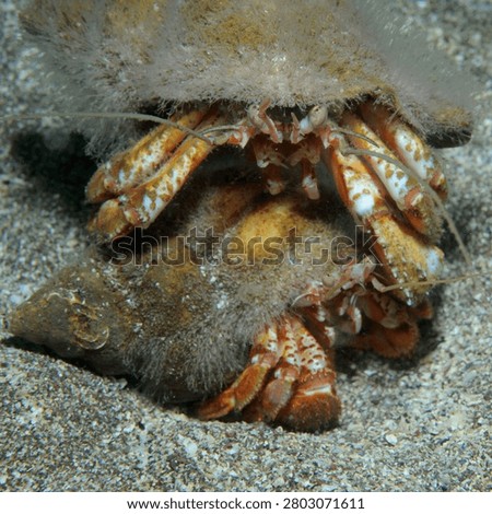 Close up of a pair of common hermit crabs fighting on a sandy sea bed