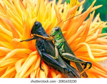 Close Up of a Pair of Grasshoppers on a Bright Orange Dahlia Flower