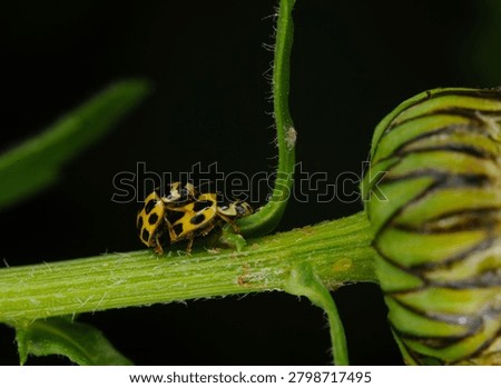 close up of a pair of mating beetles known as Fourteen spot Ladybirds or Ladybugs on a flower stem