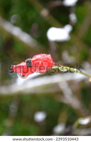 Close up of a pair of Rose hips glisten with dew on a chilly winter day, symbolizing love in every corner 