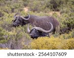 Close up of a pair of wild Cape Buffalo grazing in the bush in Aquila Game Reserve, near Cape Town, South Africa,