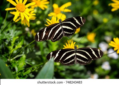 Close up of pair of Zebra Longwing butterflies - Powered by Shutterstock