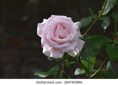 A close up of a pale pink beautiful garden rose