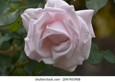A close up of a pale pink beautiful garden rose