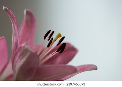 A close up of a pale pink tulip withering with its pastel petals open exposing the center of the flower. The stamen and pistils are covered in pollen. The flower is tilted with a white background. - Shutterstock ID 2197465393