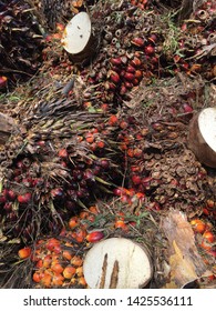 Close up of Palm fruit 