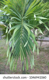 close up palm leaf