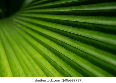Close up of the palm leaf