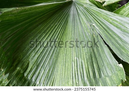 close up of a palm leaf..