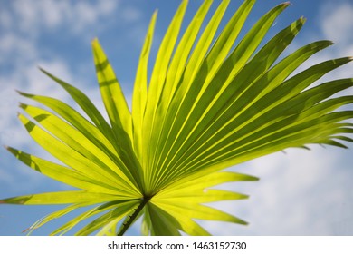 close up palm leaf  for screen background