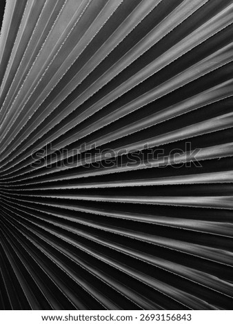 close up palm leaf texture, black and white style        