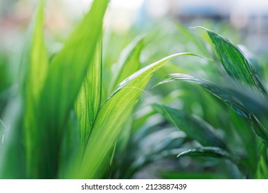 Close up of palm oil leaf, Growing plants (crude palm oil) in the nursery.