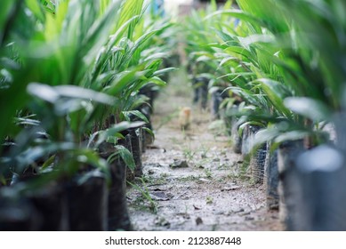 Close up of palm oil seedlings, Growing plants (crude palm oil) in the nursery.