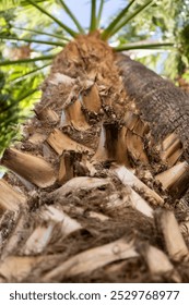 close up to a palm tree