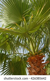 close up of palm tree