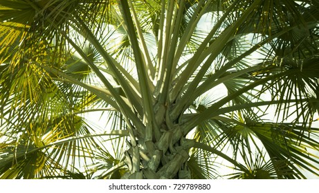 Close up of a palm tree.