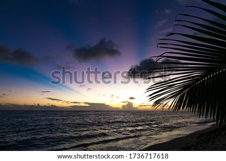 Close up of palm tree leaf at sandy beach during orange sunset