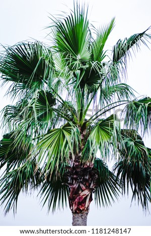 Close up palm treeleaves