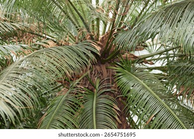 close up of palm trees...