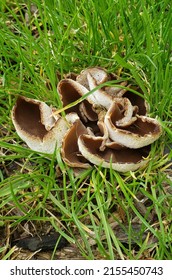 Close Up Of Palomino Cup Fungus In Spring 