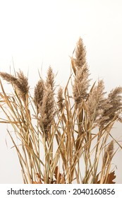 Close Up Of Pampass Grass In Focus