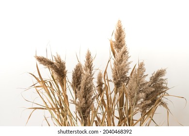 Close Up Of Pampass Grass In Focus