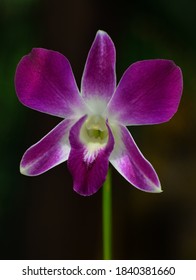 Close Up Of Pansy Orchid