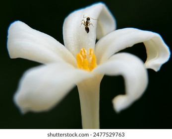 Close up of papaya flowers with ant on flower petal - Powered by Shutterstock