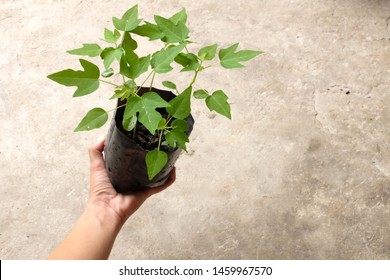 Close Up Papaya Seedlings Plant With Soil