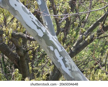 Close Up Of Paper Birch Tree Branch