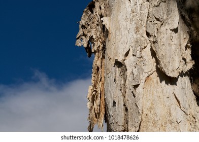 Close up of Paperbark tree. Melaleuca.  - Shutterstock ID 1018478626