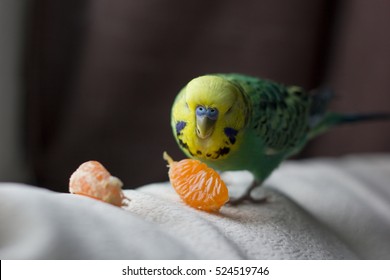 Close up parrot budgerigar eats mandarin orange at home background
