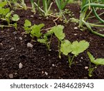 Close up of parsnip (Pastinaca sativa) seedlings in a vegetable garden in june.