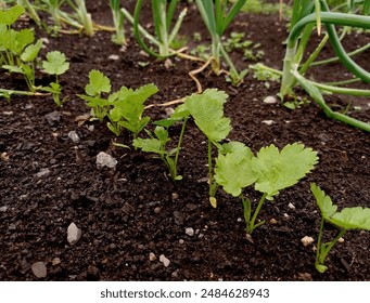 Close up of parsnip (Pastinaca sativa) seedlings in a vegetable garden in june. - Powered by Shutterstock