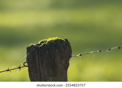 close up part of a fence, old wood without bark, green background, wooden posts fastened with a wire mesh fence, old wood with moss, old wood, fence with tree trunks, thick old branches - Powered by Shutterstock