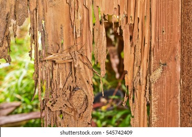 Close up part of a wood decay from termites eat