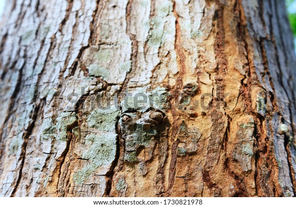 Close Partial Tree Trunk Nude Stock Photo 1730821978 | Shutterstock