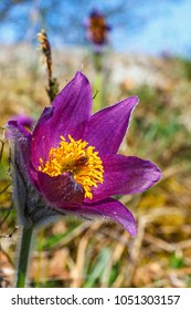 Close Up At A Pasque Flower