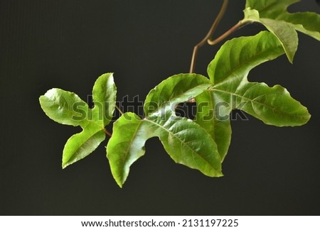 Close up of Passiflora foetida leaf