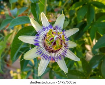 Passion Fruit Flower Images Stock Photos Vectors Shutterstock