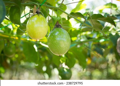 33,987 Plant passion fruit Images, Stock Photos & Vectors | Shutterstock