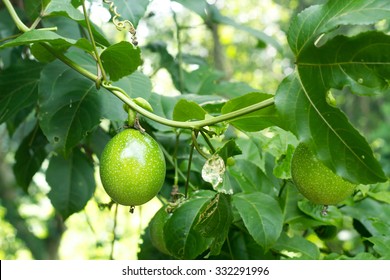 Close Up Of Passion Fruit On The Vine.