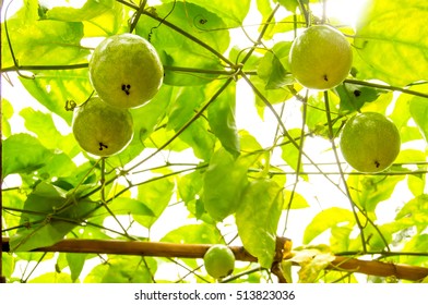 Close Up Of Passion Fruit On The Vine.